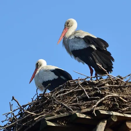 Bed & Breakfast Stara Szkola W Harszu 3*