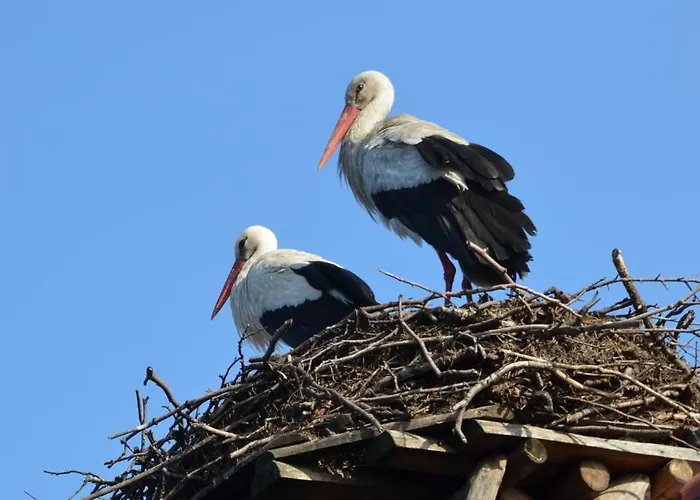 Bed & Breakfast Stara Szkola W Harszu 3*